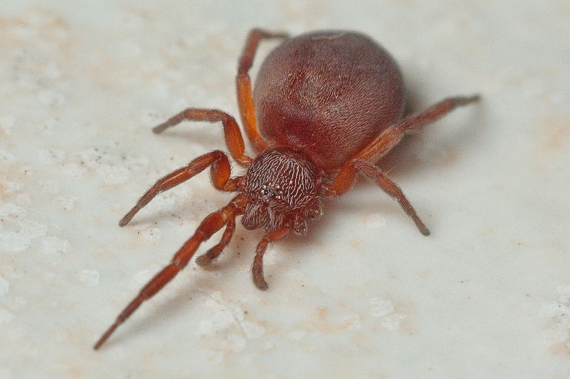 Prodidomus cfr. amaranthinus - Malta